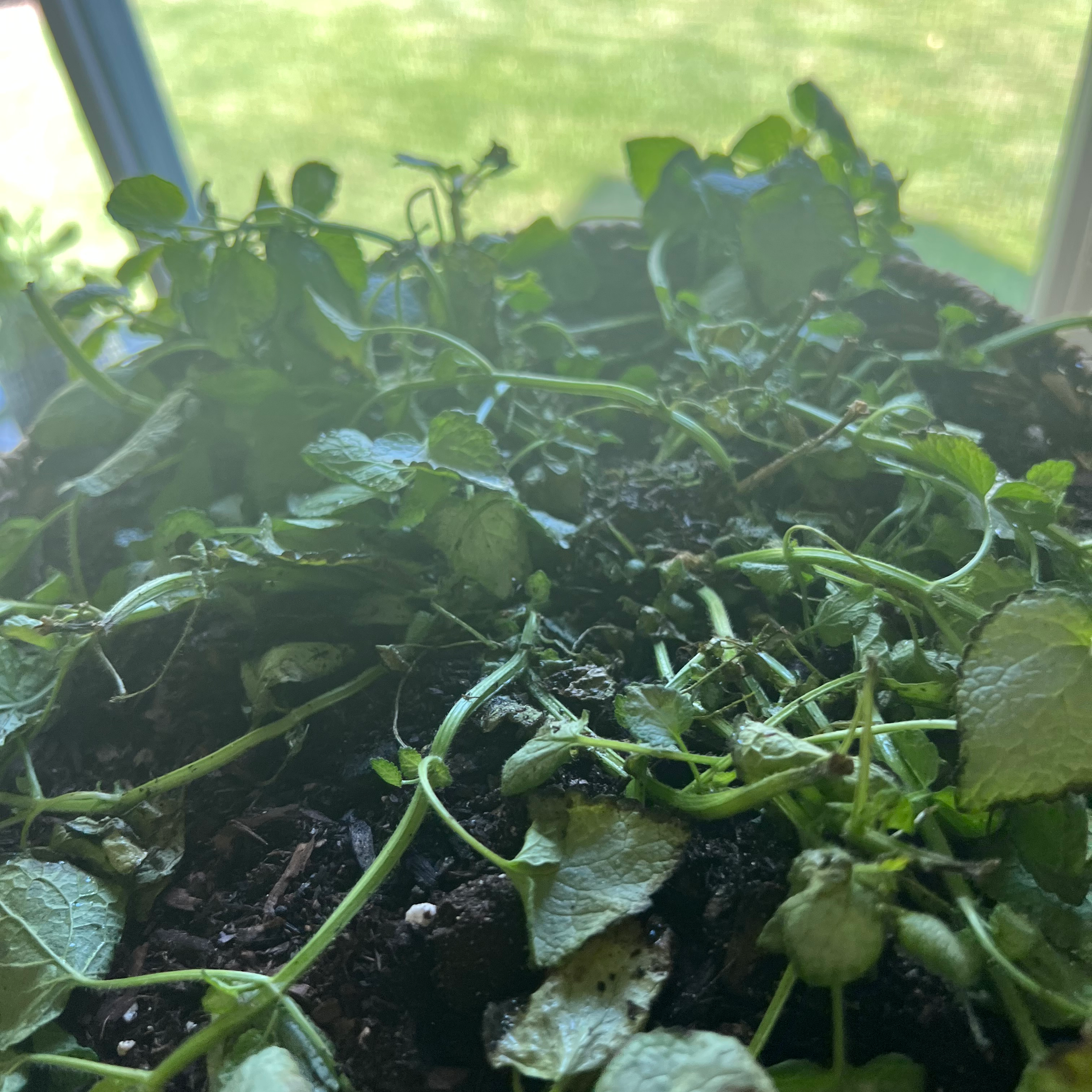 Spotted Deadnettle plant with wilted and discolored leaves in a pot with visible soil.