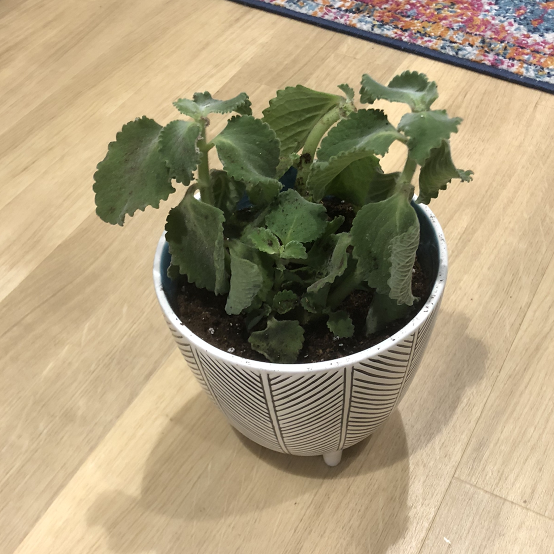 Potted Mexican Mint plant indoors on a wooden floor.