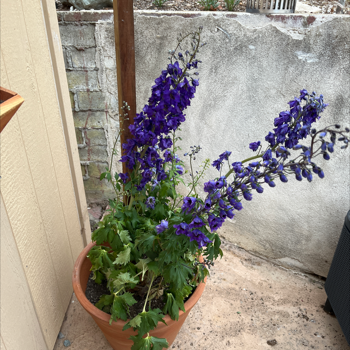 Potted Candle Larkspur with tall purple flowers in an outdoor setting.