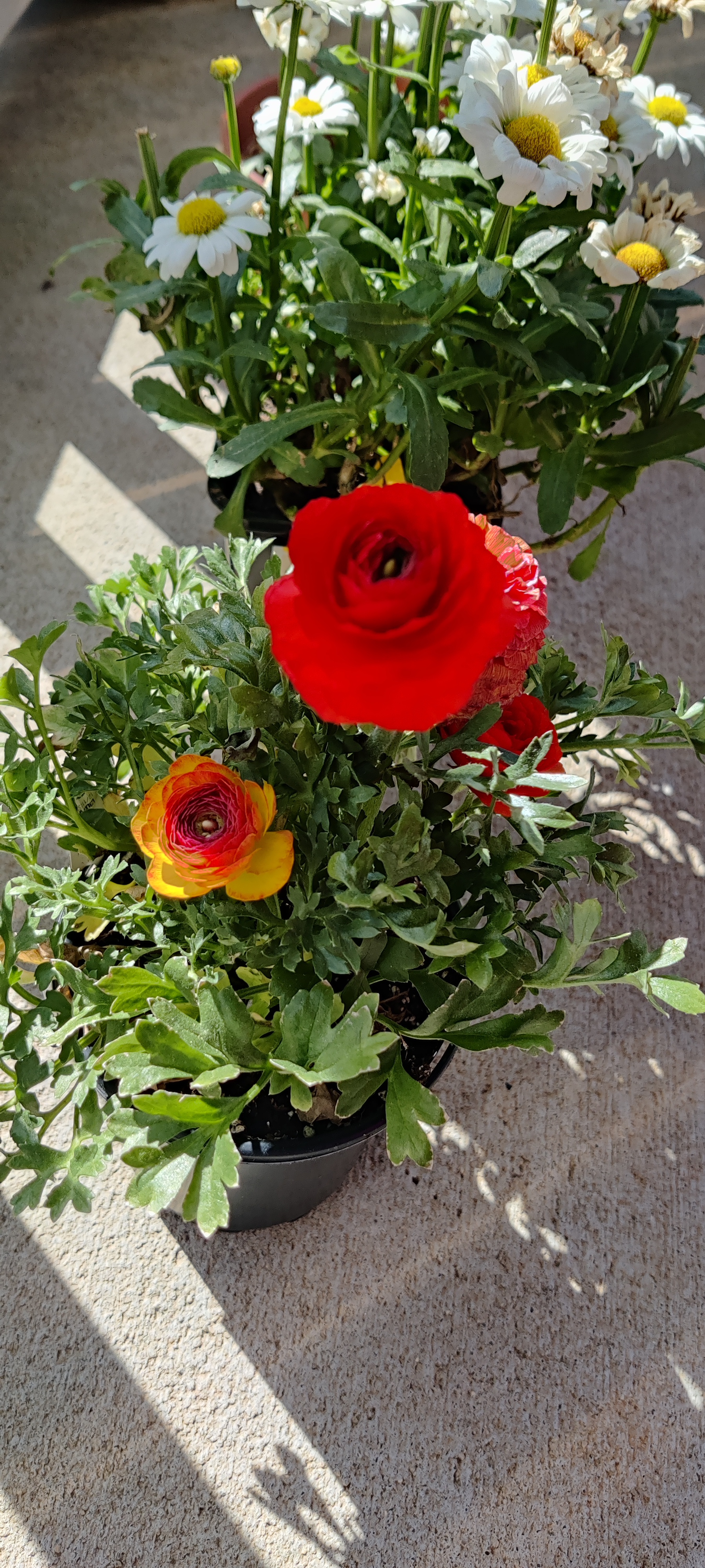 Ranunculus