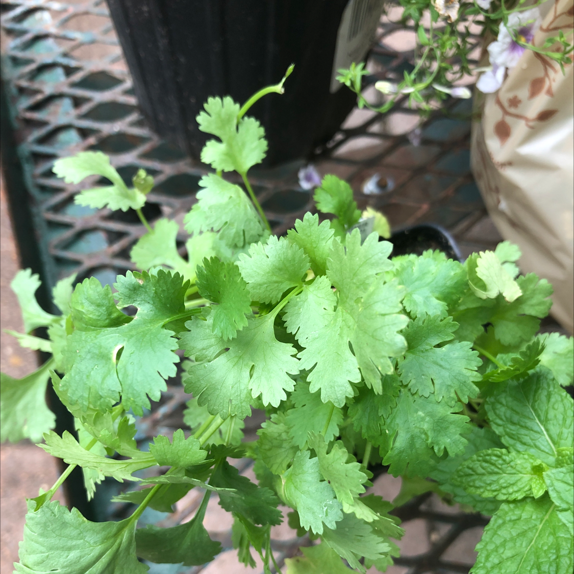 Healthy coriander plant with vibrant green leaves.