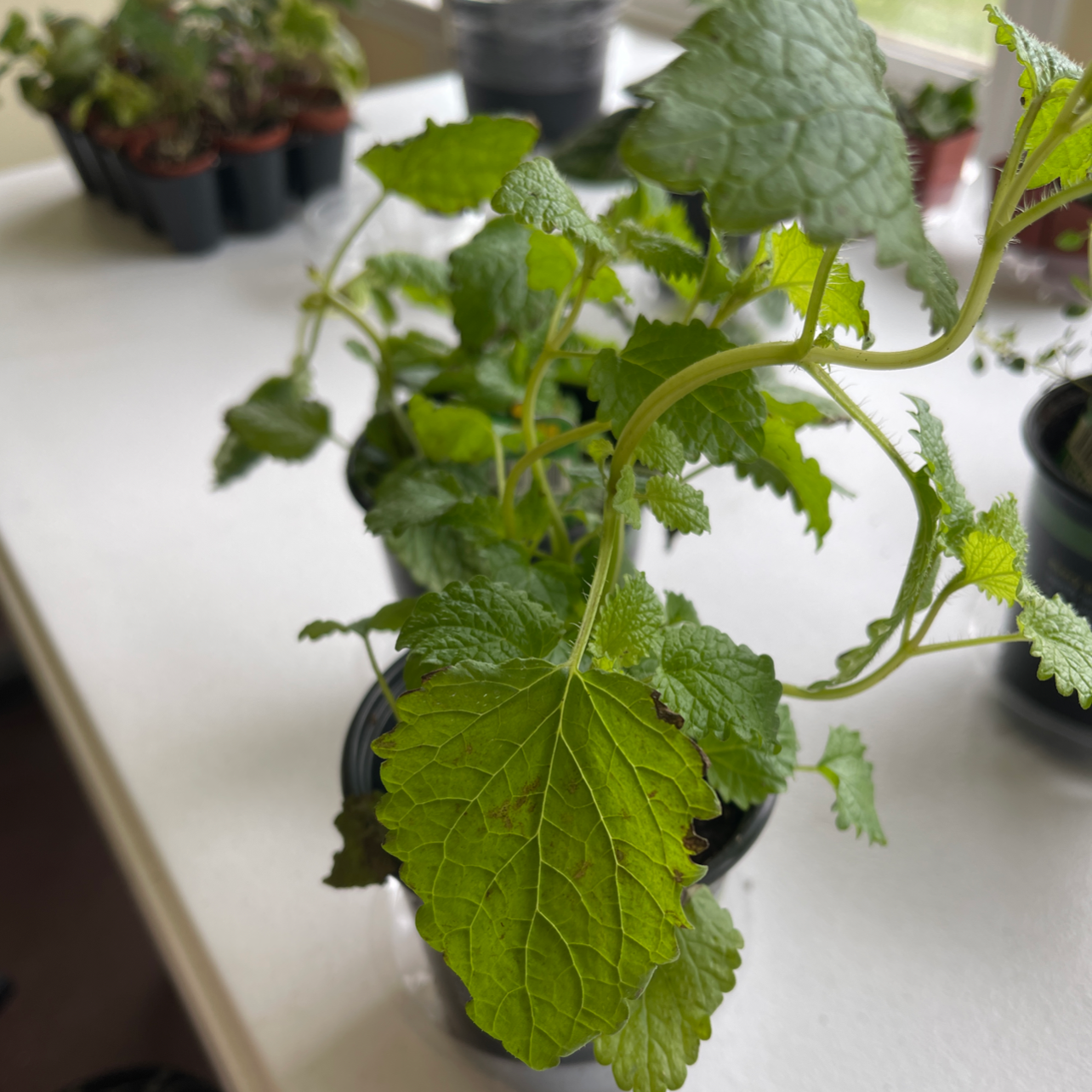 Photo of the plant species Lemon Balm by @Wendywalker79 named Lemony on Greg, the plant care app