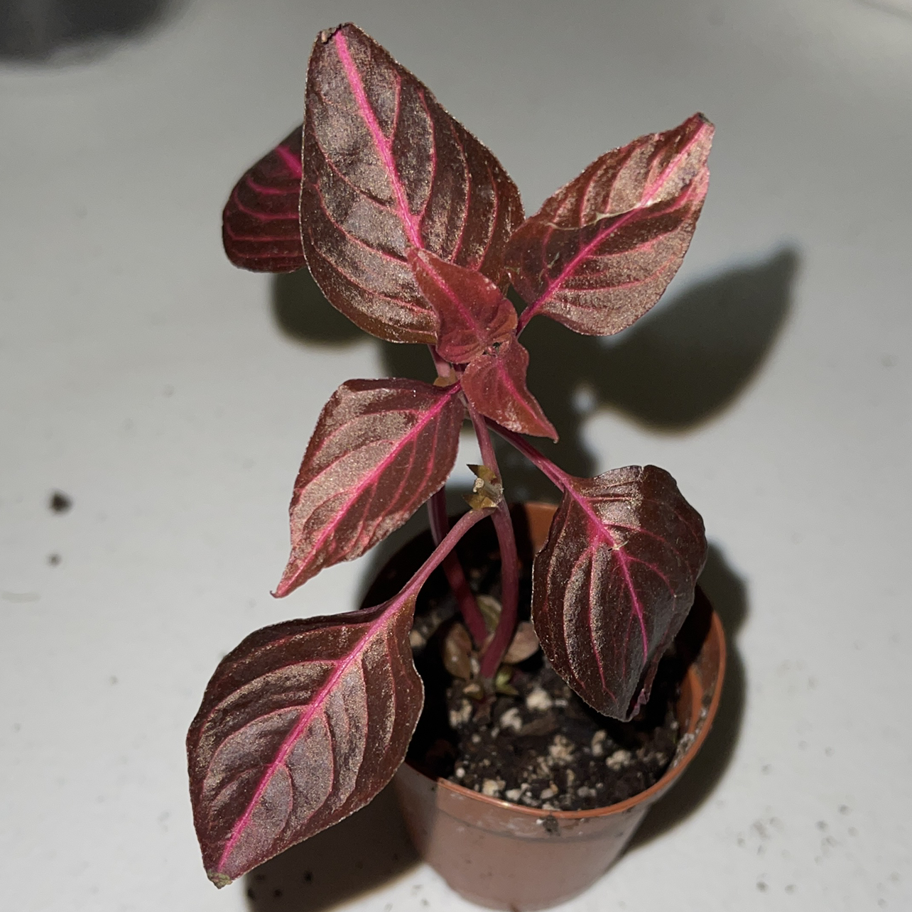 Potted Herbst's Bloodleaf plant with healthy red and green variegated leaves showing prominent pink veining, in focus on plain background.