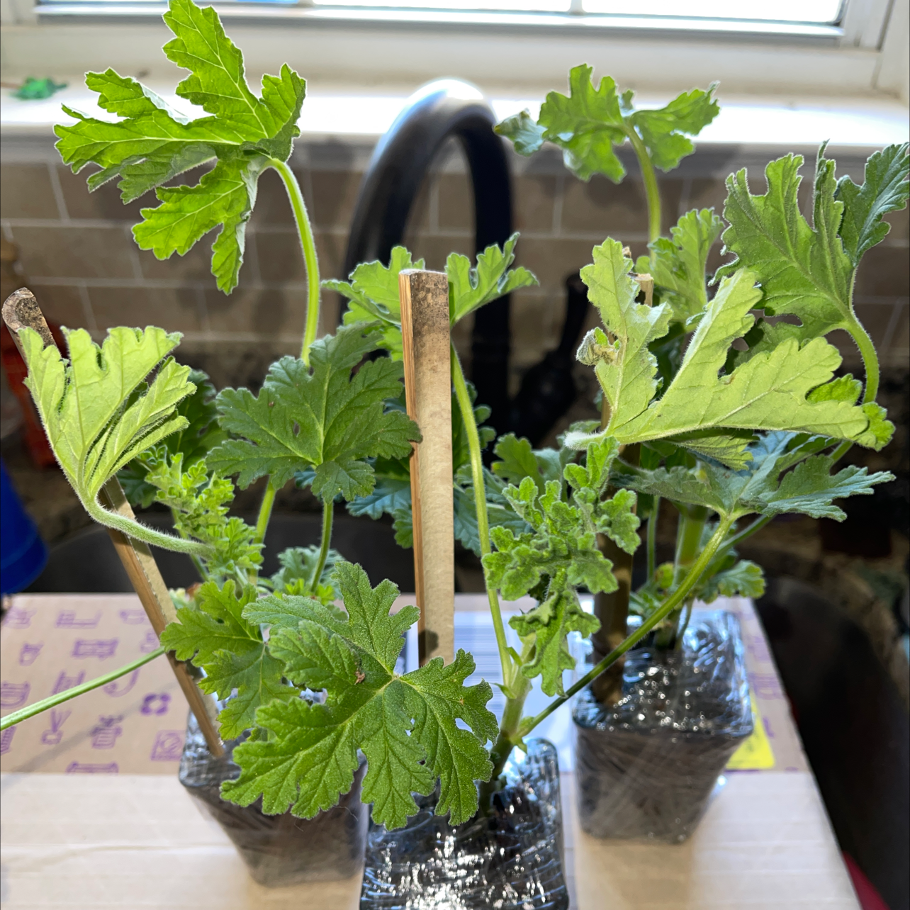 Sweet Scented Geranium plant with green leaves, supported by stakes, in an indoor setting.
