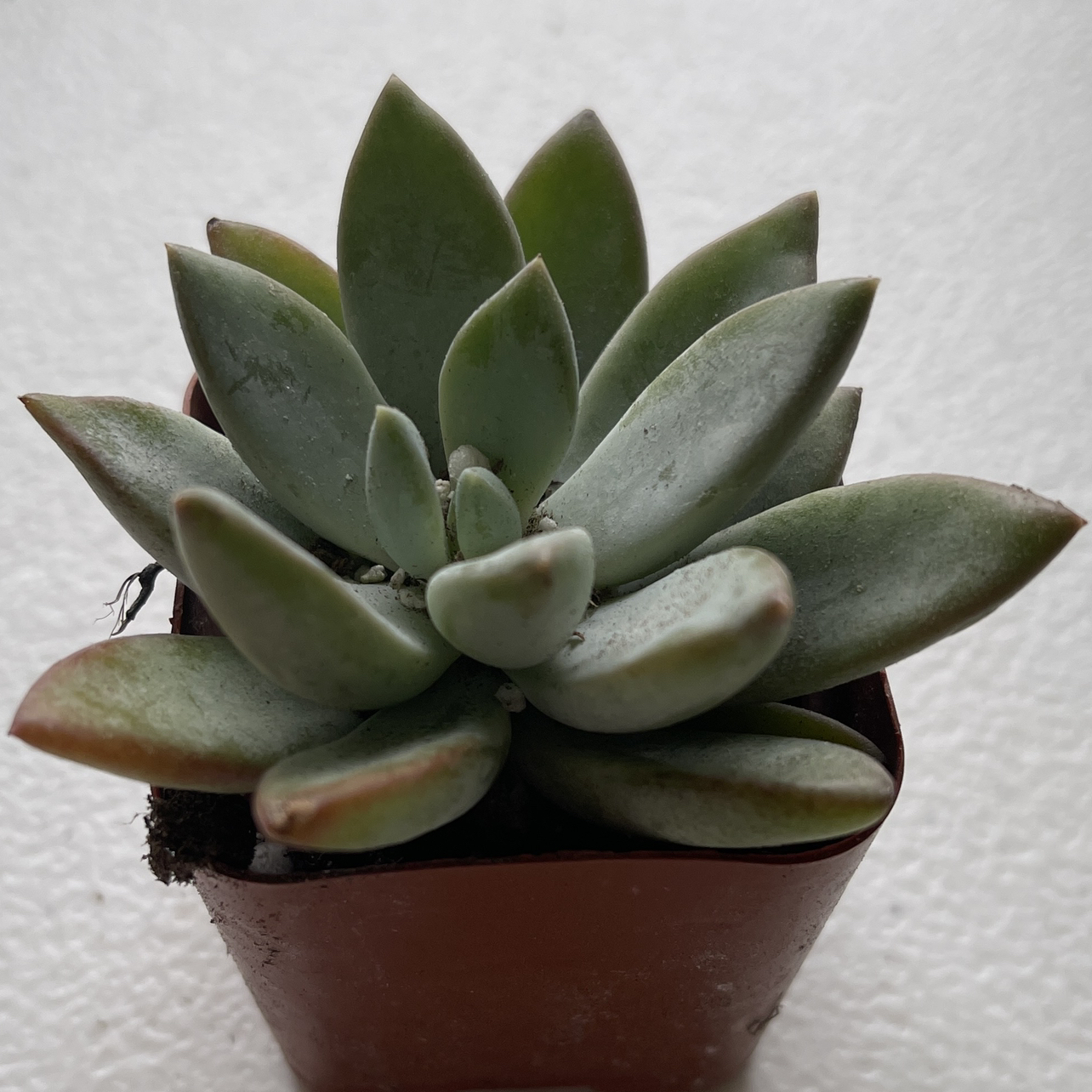 A healthy Graptopetalum succulent with greenish leaves in a rosette pattern.
