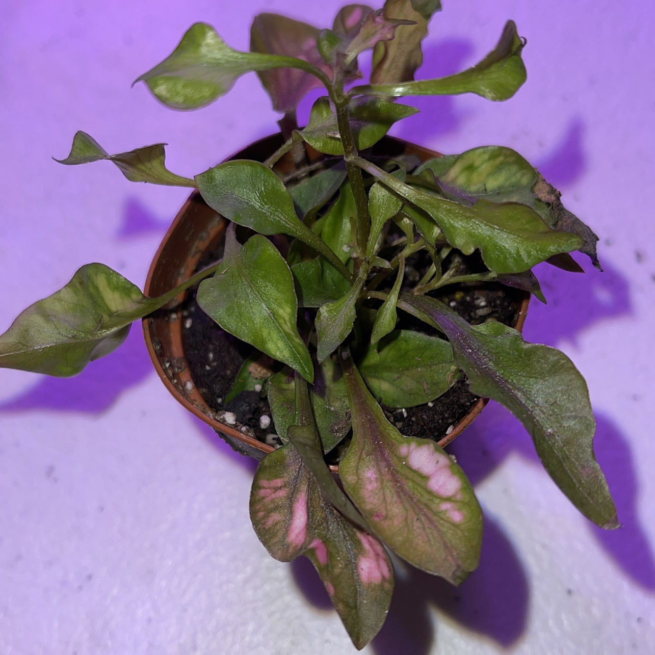 Potted Hairy Joyweed plant with discolored leaves and visible soil.