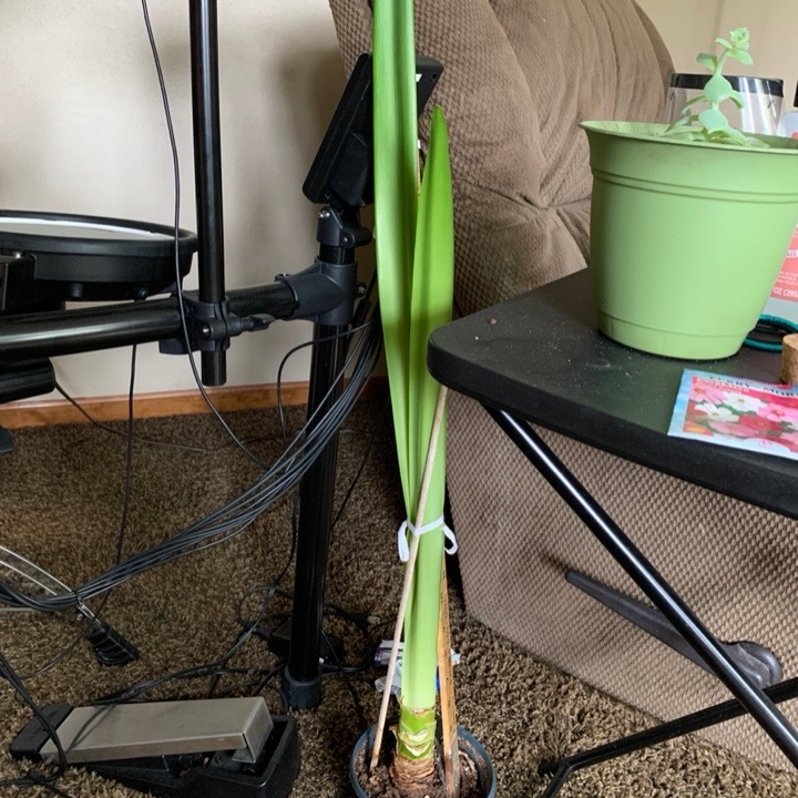 Photo of the plant species Nettle-Veined Amaryllis by @MysterySprout named Your plant on Greg, the plant care app