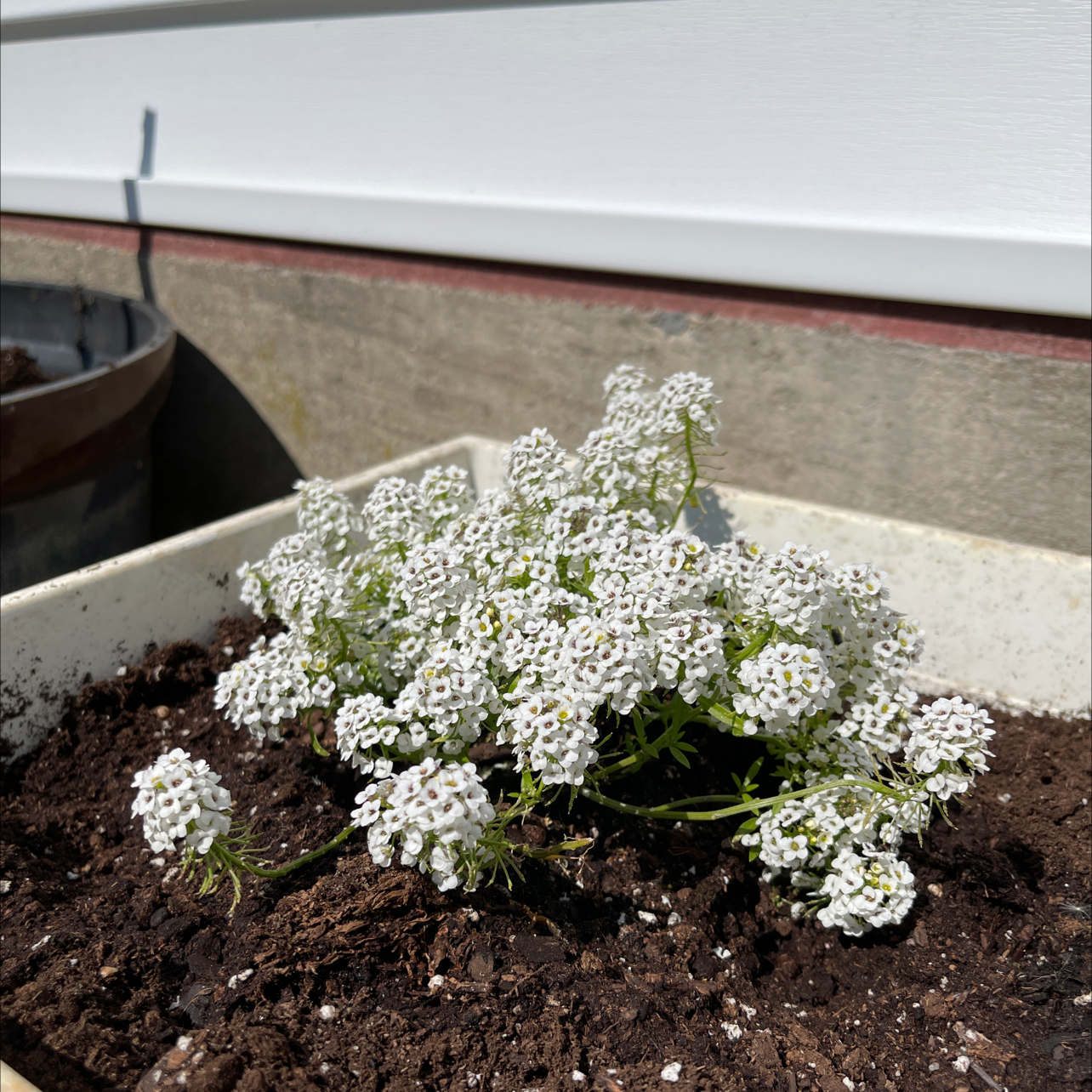 Healthy Sweet Alyssum plant in full bloom with numerous small white flowers densely clustered, growing in soil.
