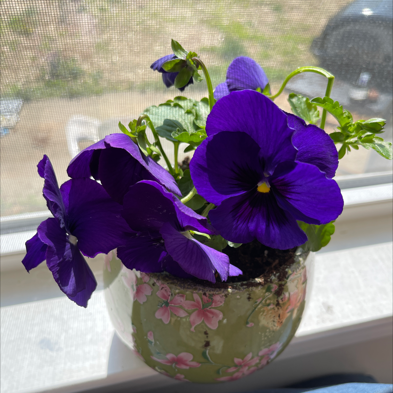 Potted Wild Pansy plant with vibrant purple flowers, healthy leaves, and visible soil.