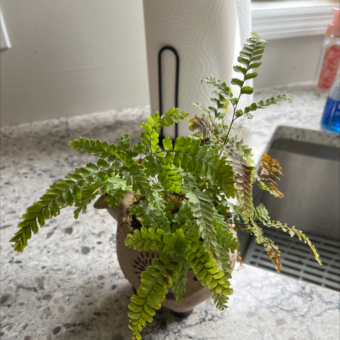 Northern Maidenhair Fern in a pot on a kitchen counter with some fronds showing browning and yellowing.