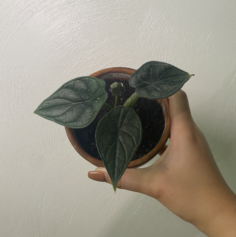 A healthy Alocasia 'Dragon Scale' plant in a pot, held by a hand.