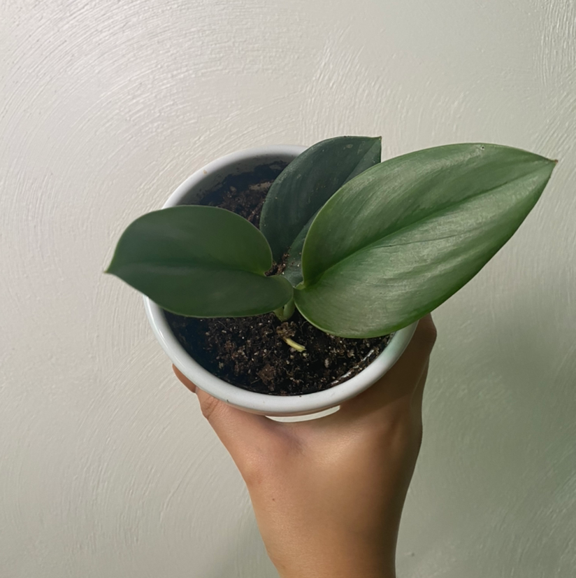 Potted Scindapsus treubii 'Moonlight' plant with healthy green leaves held by a hand.