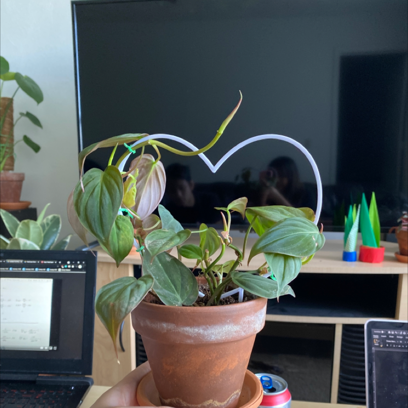 Philodendron Micans plant in a terracotta pot, held by a hand, with a TV and household items in the background.