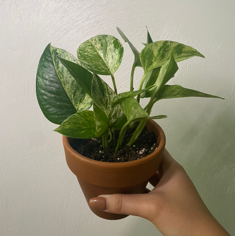 Marble Queen Pothos plant in a terracotta pot held by a hand, showing healthy variegated leaves.