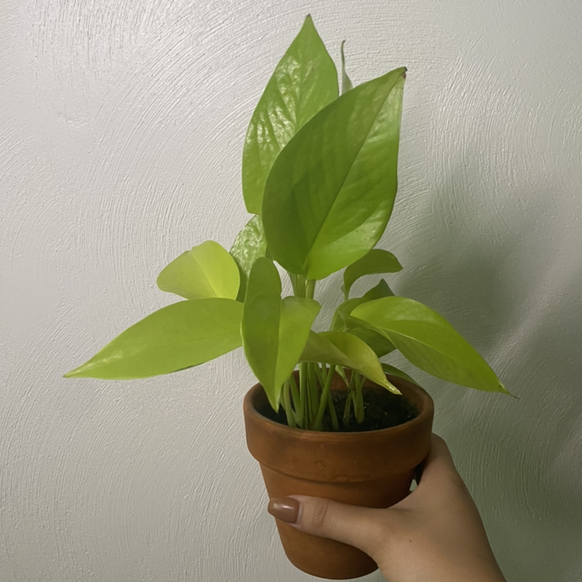 Neon Pothos plant in a terracotta pot held by a hand, with vibrant green leaves.