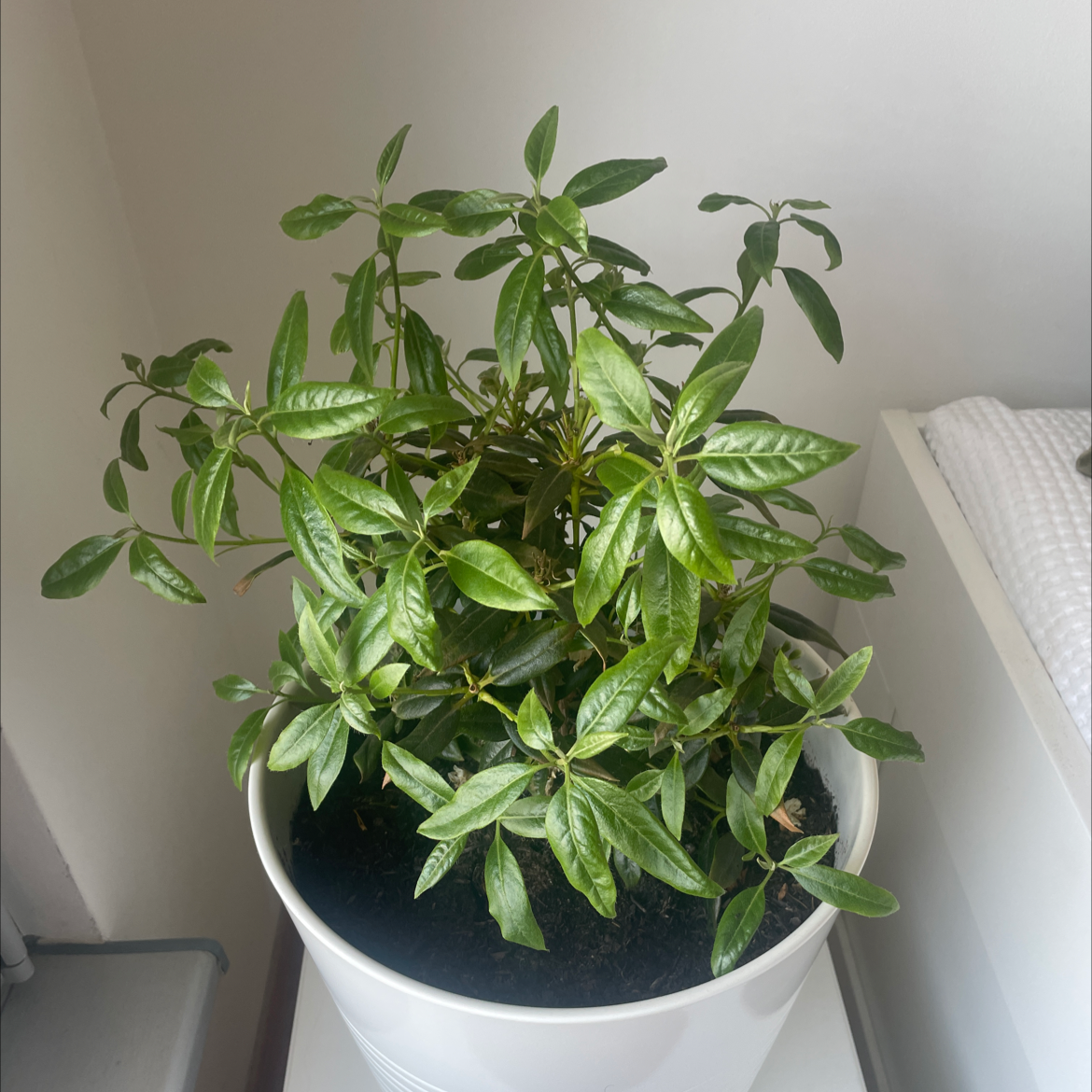 Crepe Jasmine plant in a white pot with healthy green leaves.