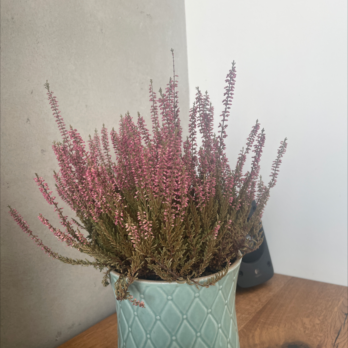 Potted Heather plant with pink flowers in a decorative pot on a wooden surface.