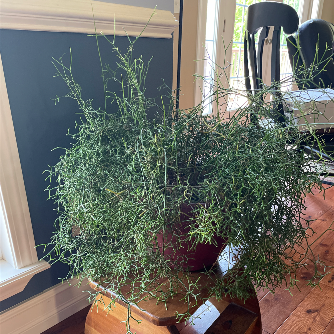 Photo of the plant species Aulaga by @InformedBlinks named Effie on Greg, the plant care app