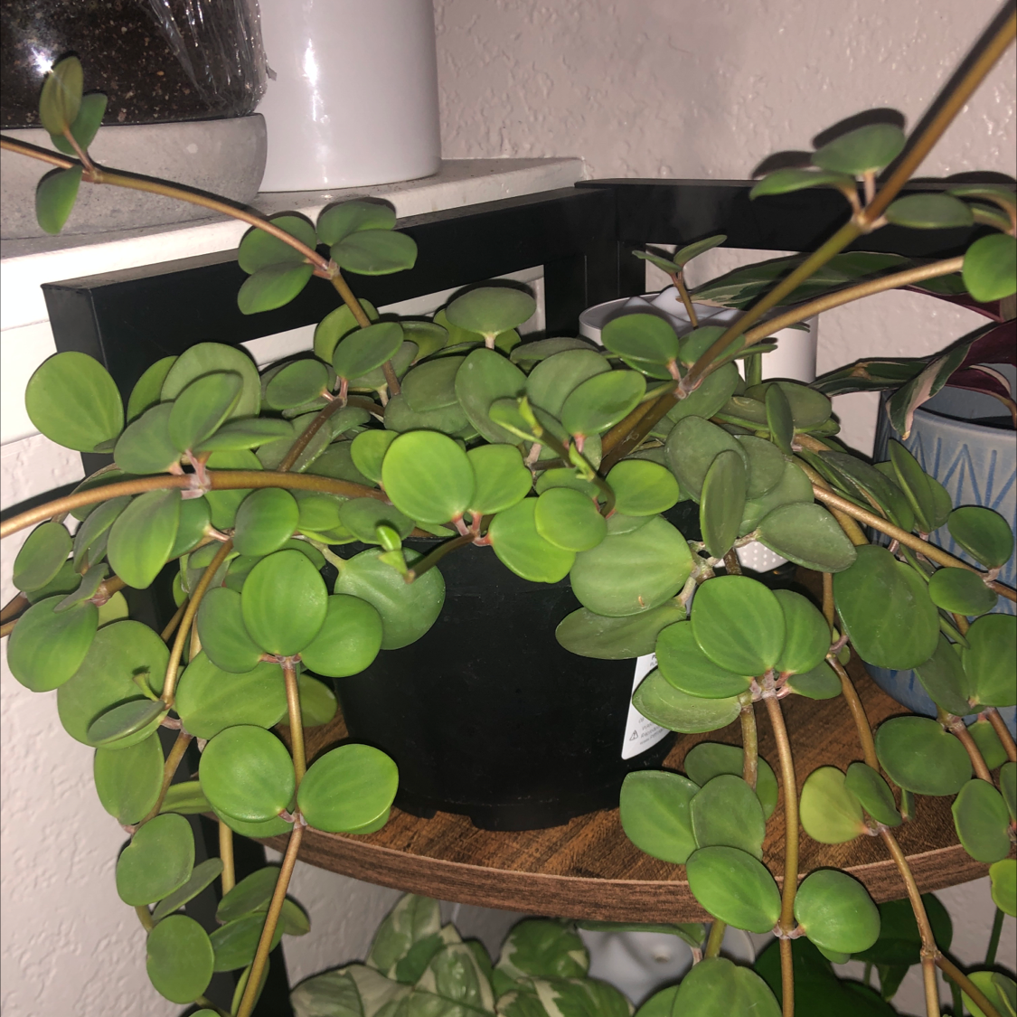 Peperomia 'Hope' plant with healthy green leaves, well-framed and centered.