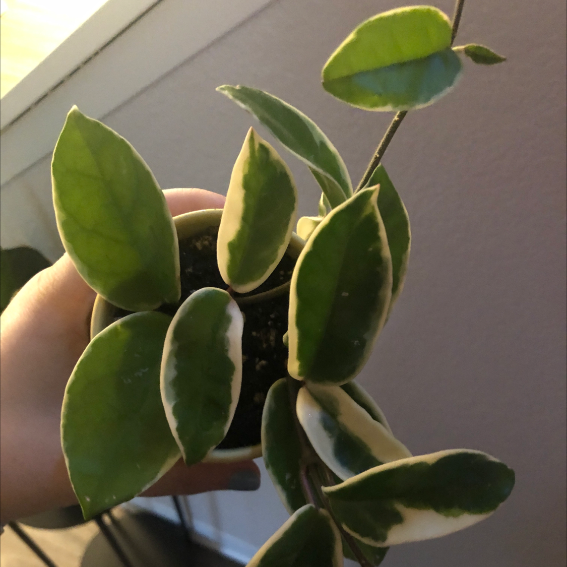 Hoya Carnosa Tricolor plant with variegated leaves, held by a hand.