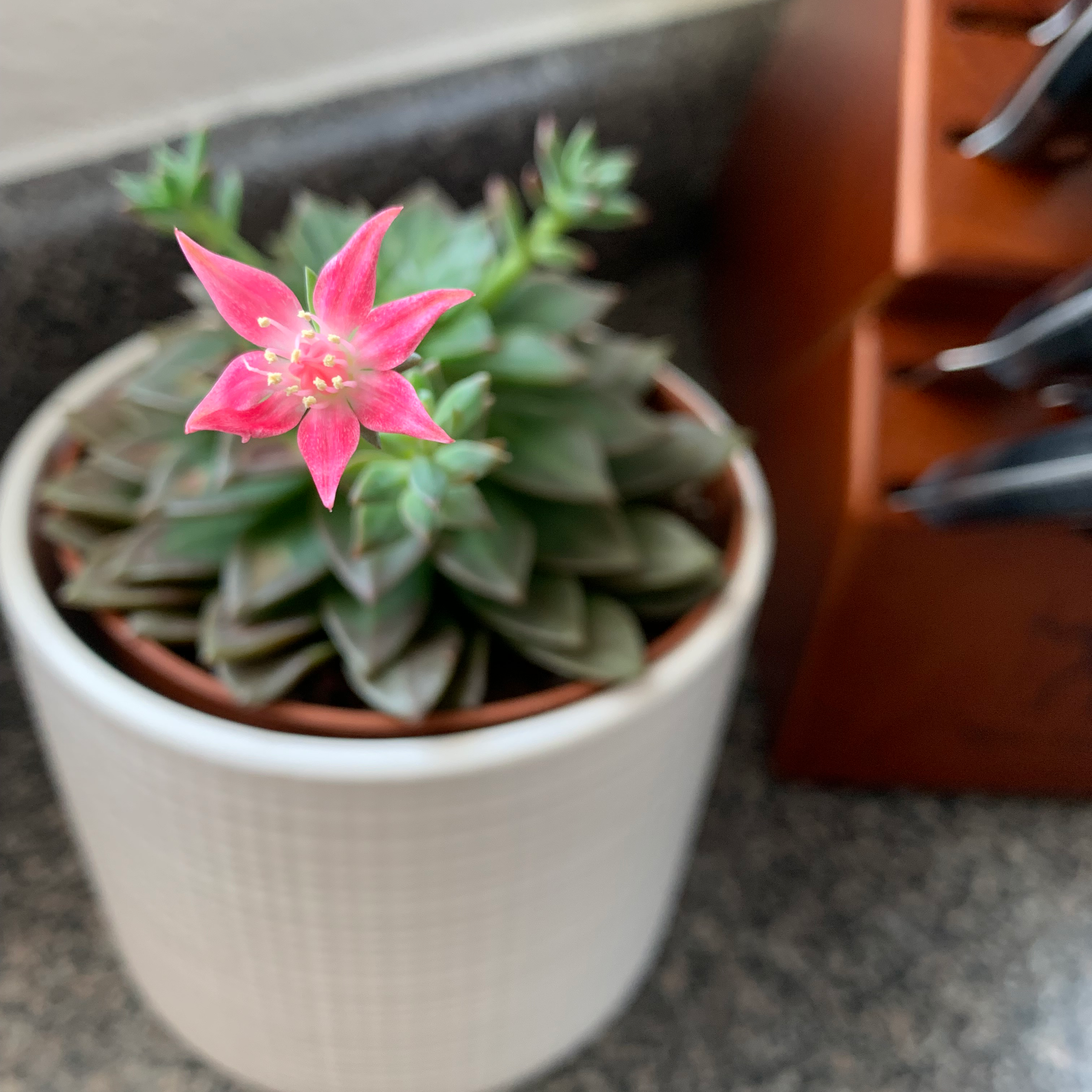 Photo of the plant species Solar Flare Graptosedum by @AliveEncina named Solar Flare Hybrid on Greg, the plant care app