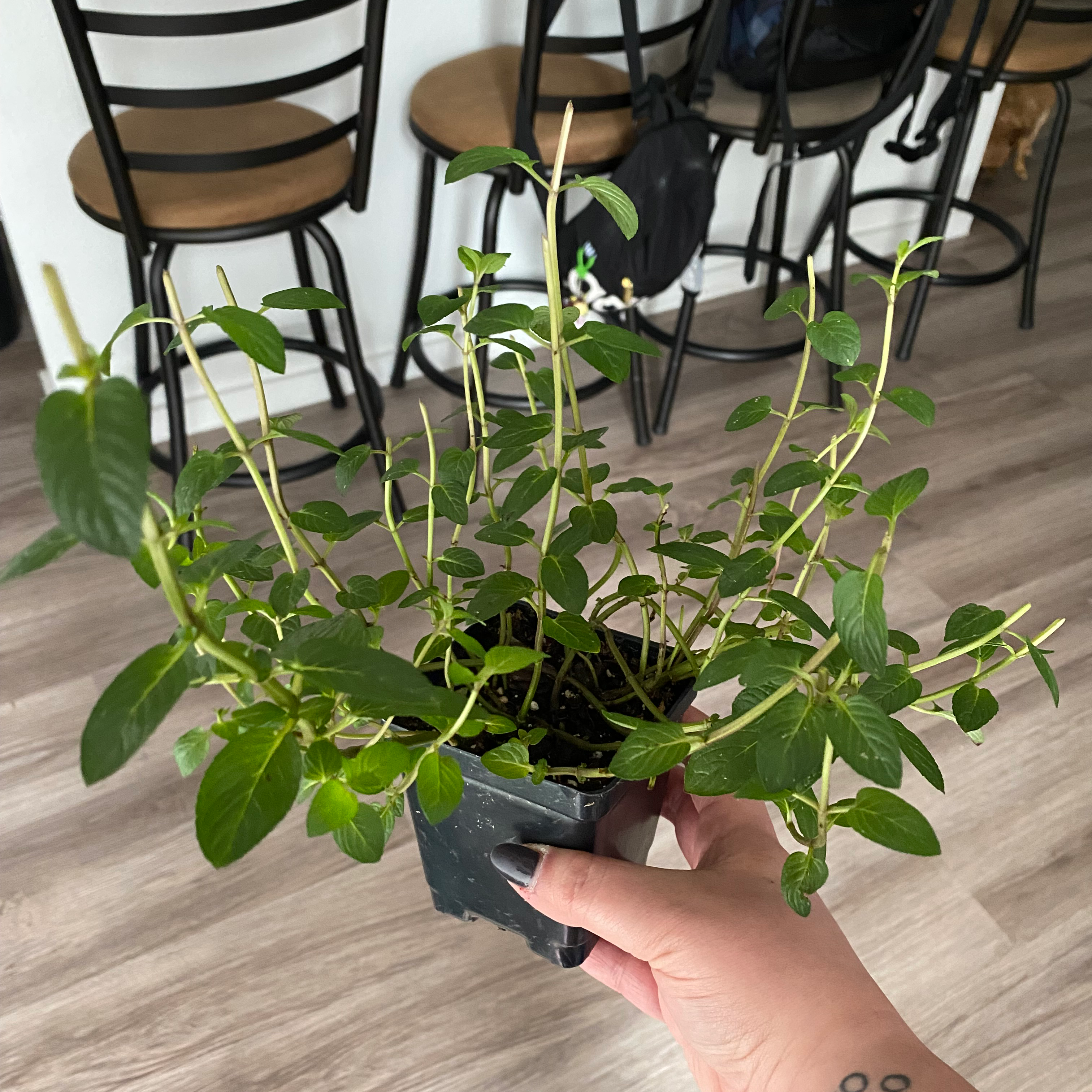 Chocolate Mint plant held by a hand, with green leaves and no visible signs of disease.