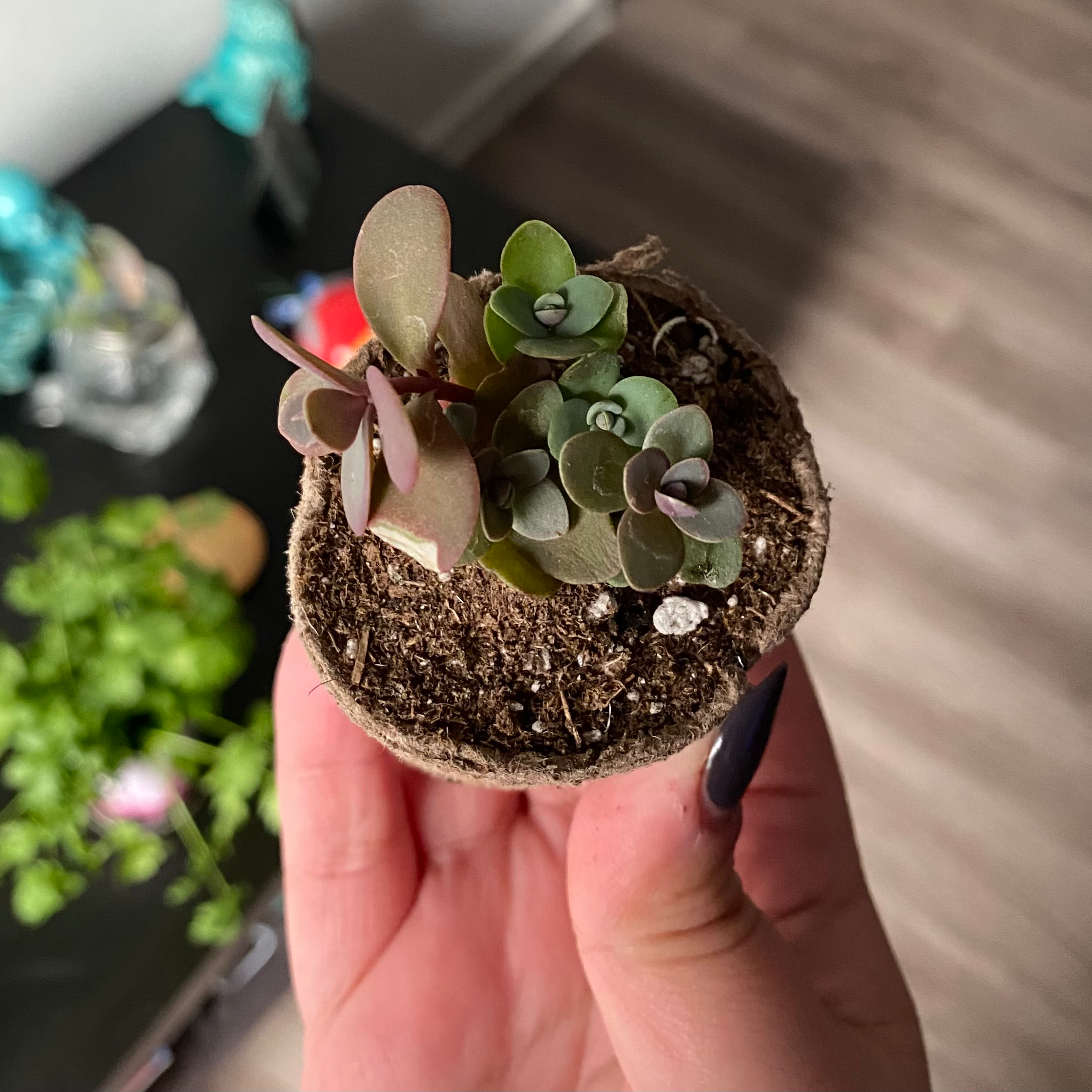 Photo of the plant species Sunsparkler Sedum by @N3rium named Mixed sunsparkles on Greg, the plant care app