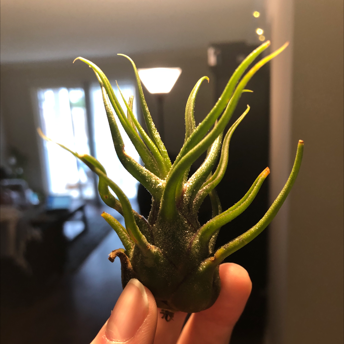 Tillandsia ionantha 'Guatemala' plant held up by a hand, vibrant green leaves.