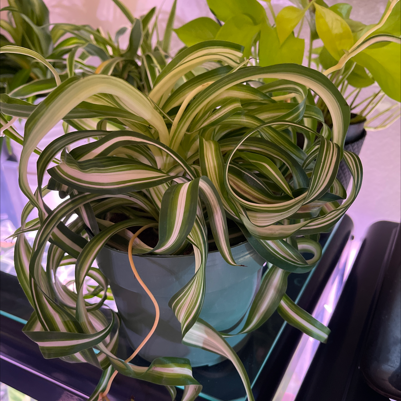 Healthy Curly Spider Plant with vibrant green and white striped leaves in a blue pot.