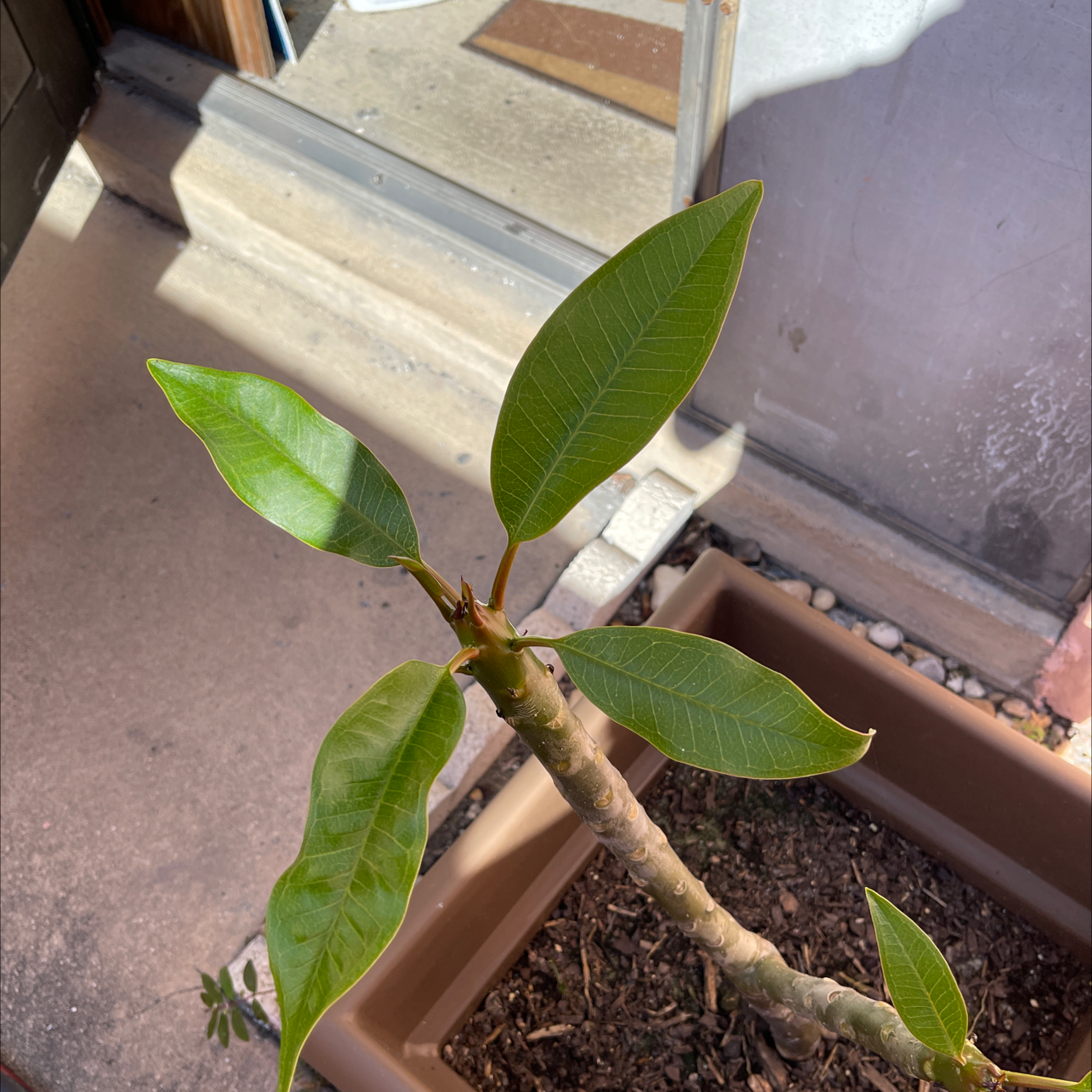 Red Frangipani plant with green leaves in a pot, soil visible.