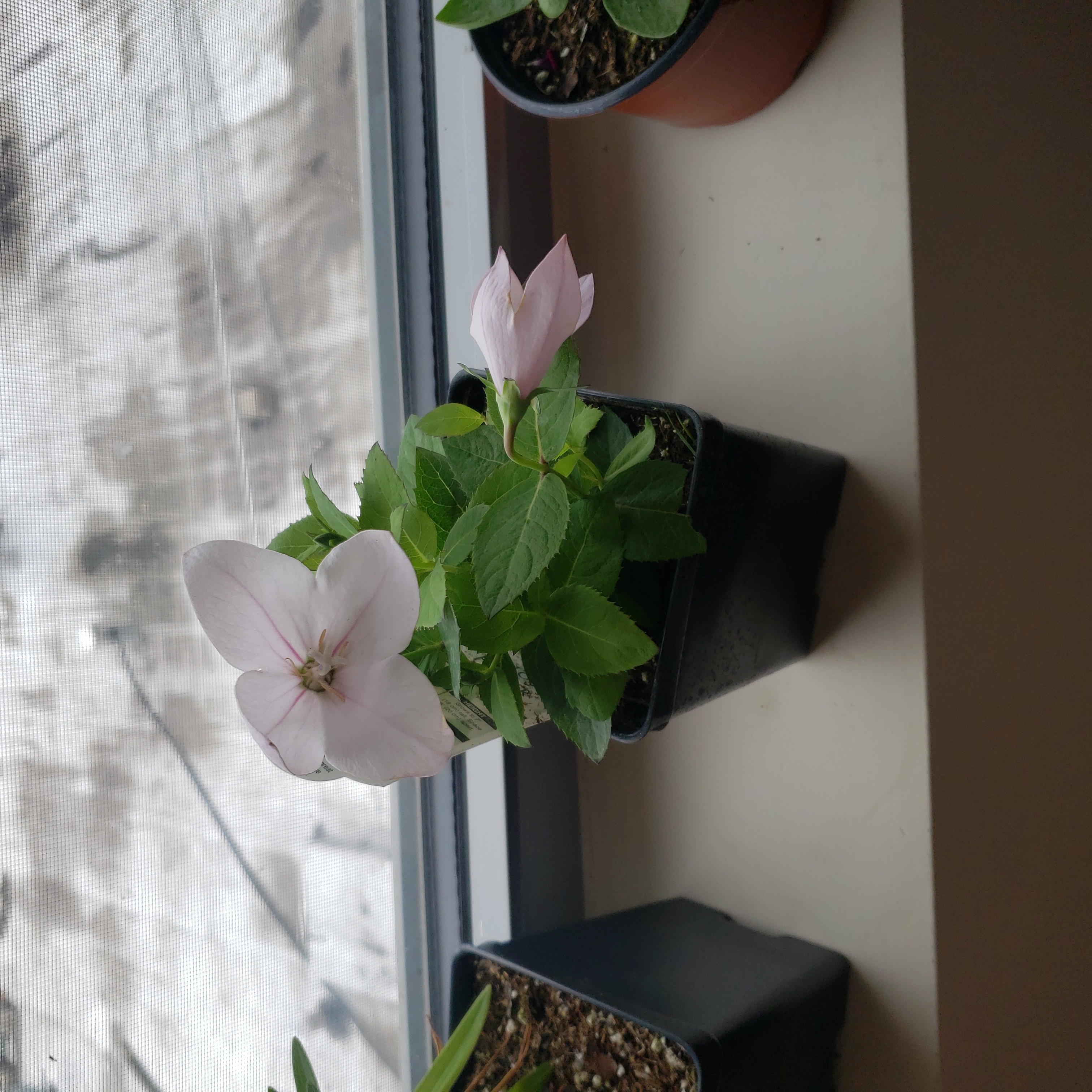 Balloon-Flower plant with light pink flowers in a pot on a windowsill.