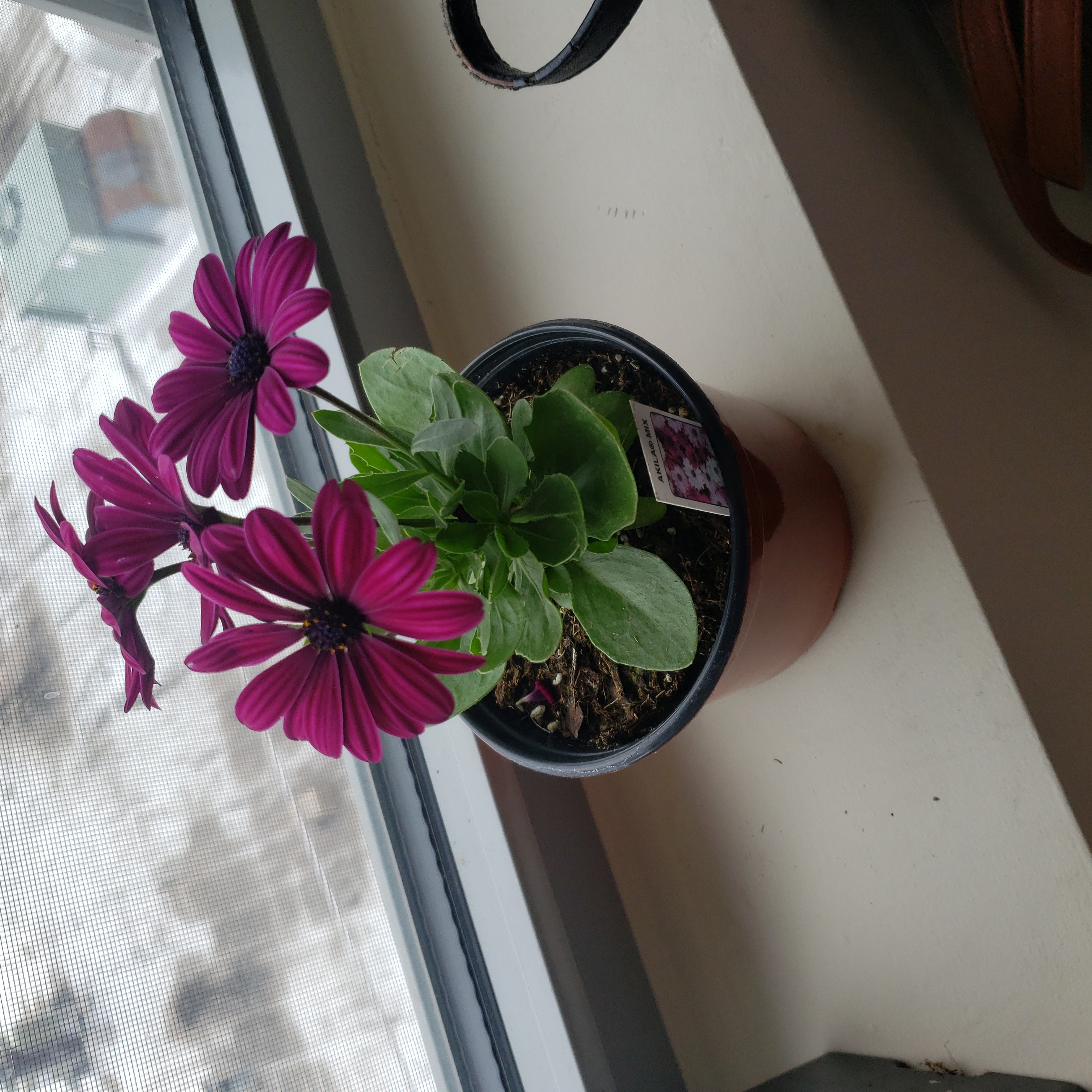 Potted Van Staden's river daisy with vibrant purple flowers on a windowsill.