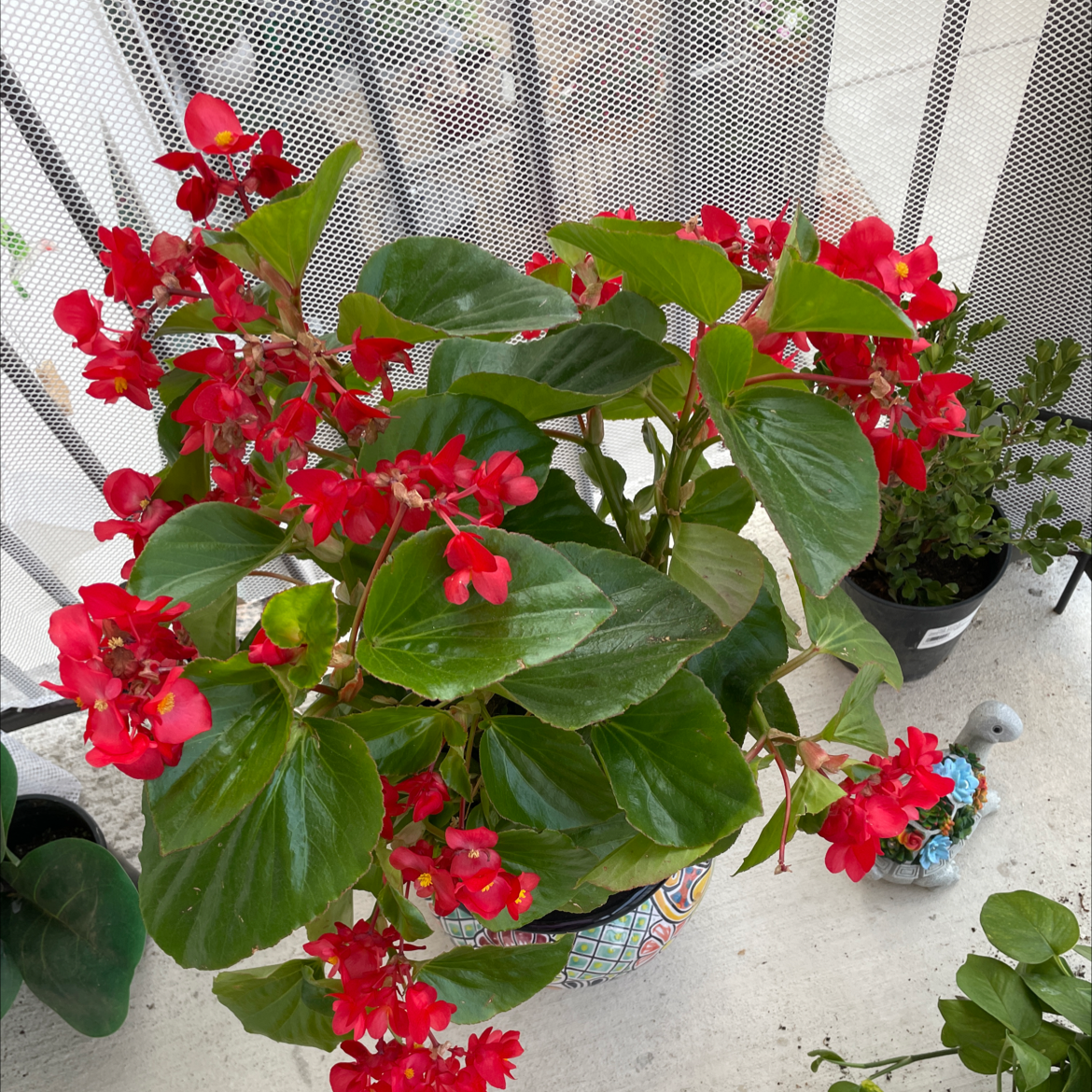 Photo of the plant species Clubed Begonia by @SpiffyGuayule named Red Begonia on Greg, the plant care app