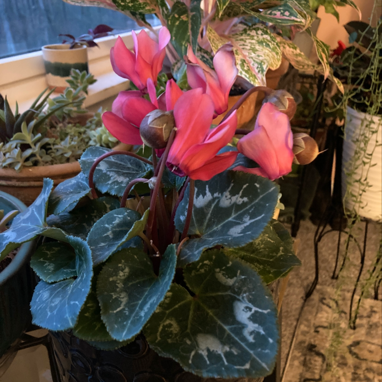 Healthy Persian Cyclamen plant with pink and red flowers, glossy patterned leaves, some minor leaf imperfections, well-framed in pot.