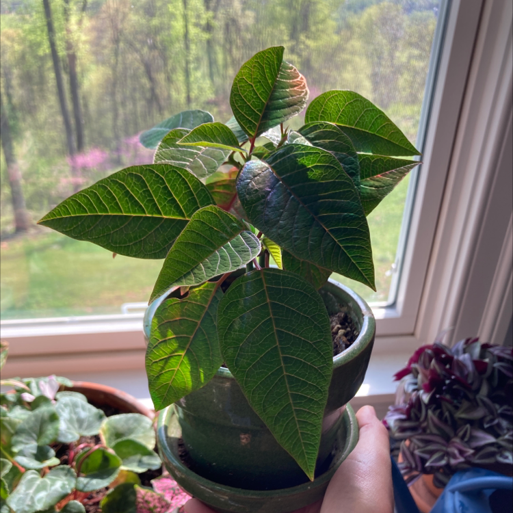 10-benefits-of-having-a-poinsettia