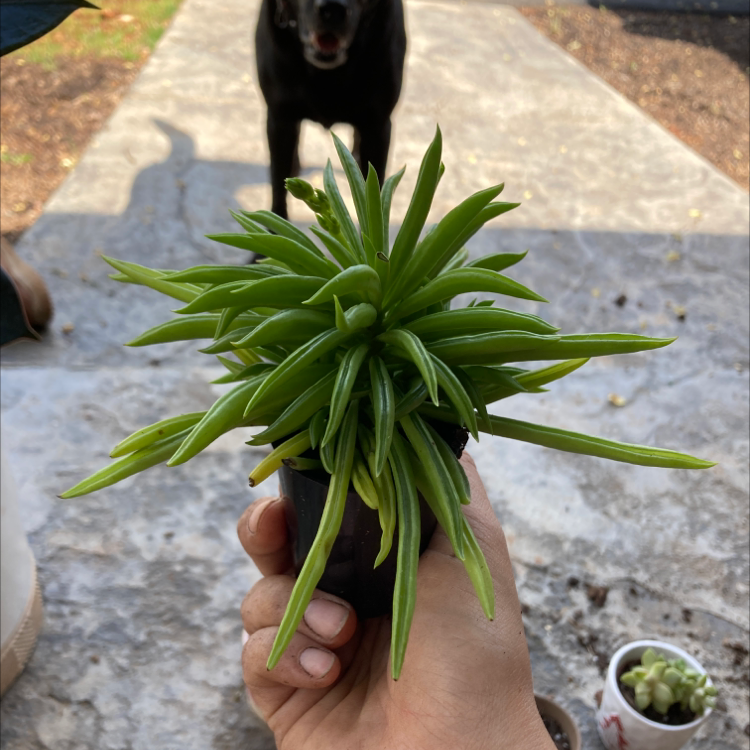 Hand holding a healthy Pincushion Peperomia plant with a dog in the background.