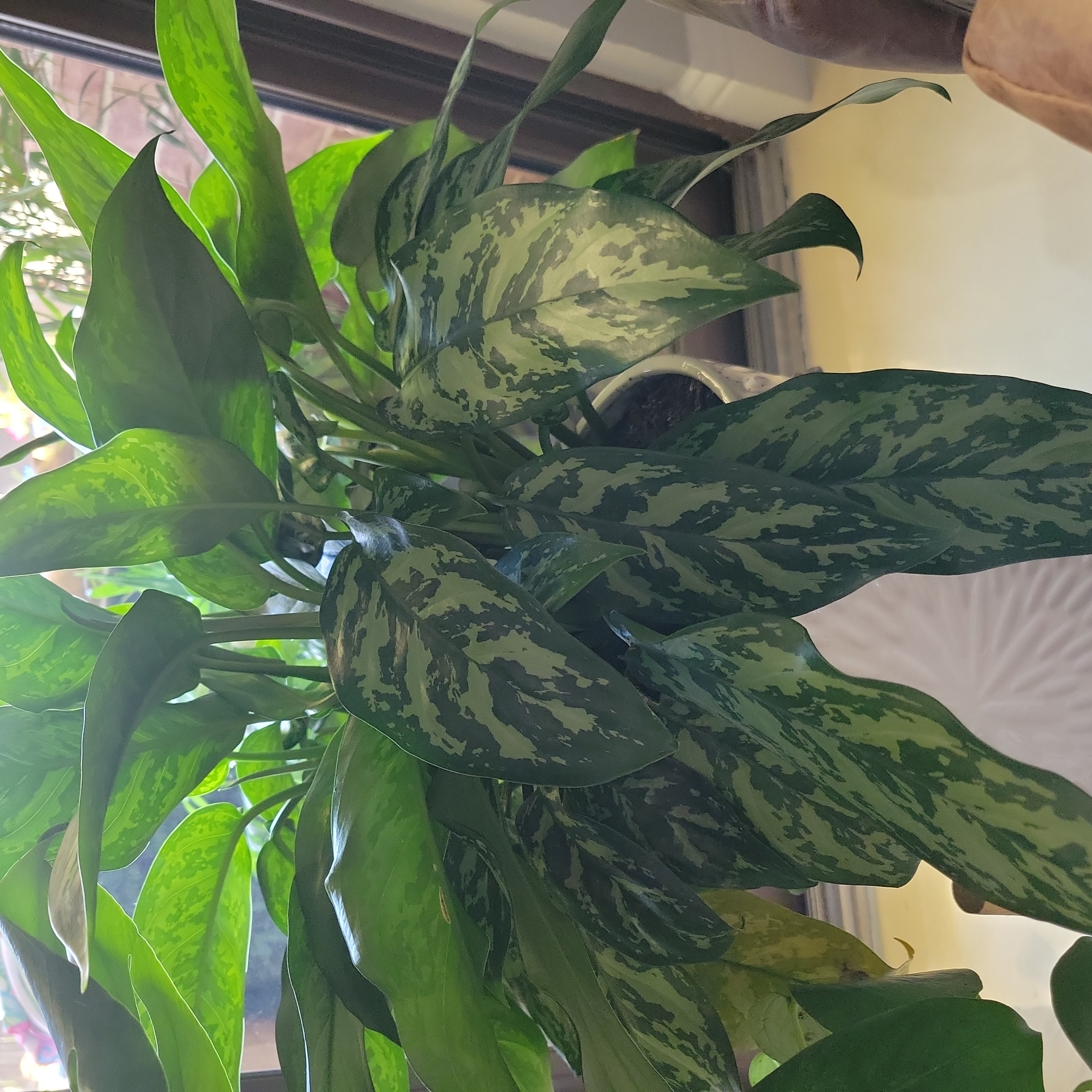 Variegated Peace Lily with healthy variegated leaves, well-framed and in focus.