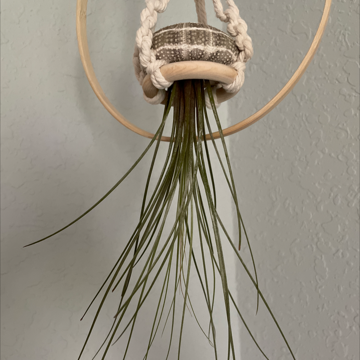 Tillandsia Juncea plant hanging in a decorative holder with long, slender green leaves.
