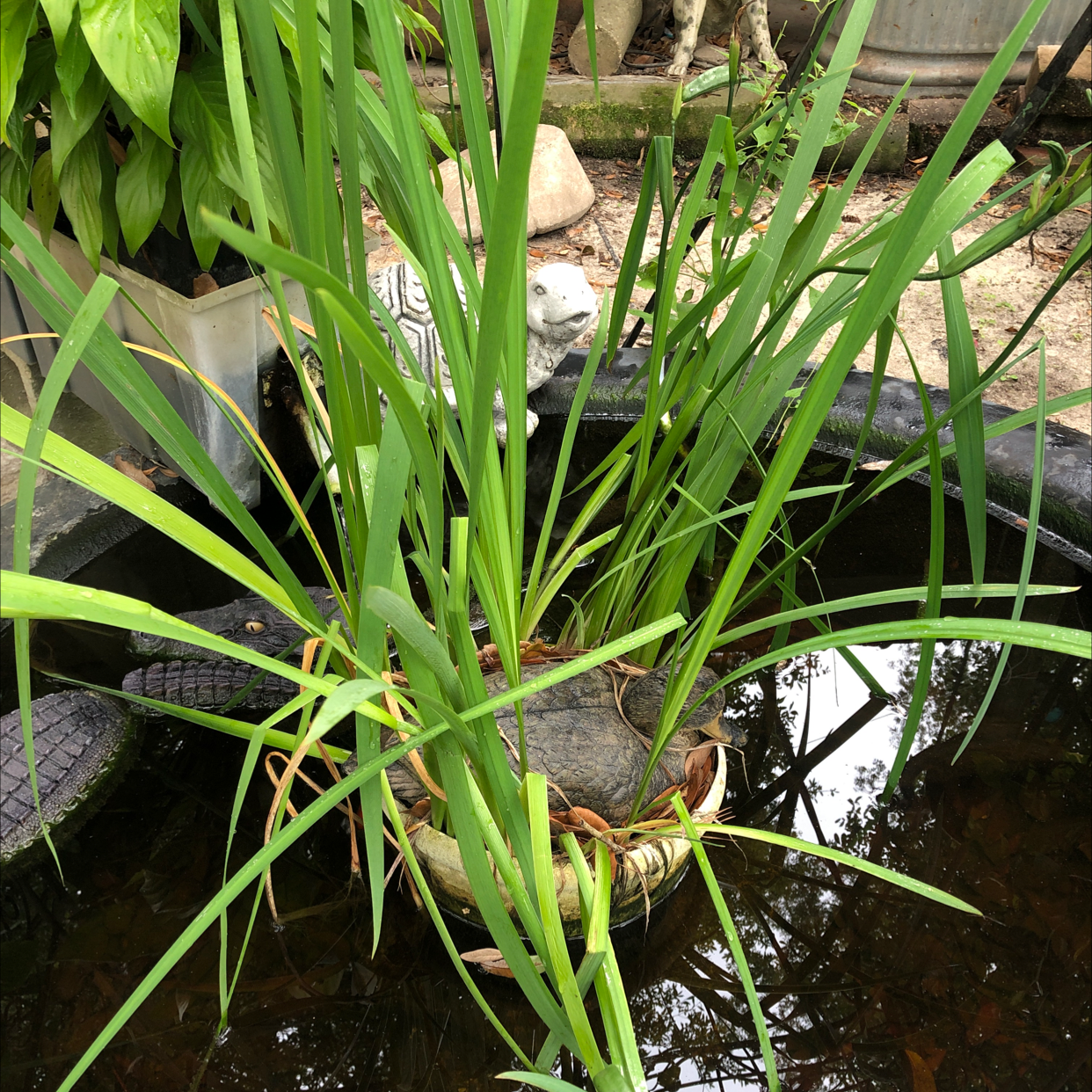 Yellow Iris plant in a water feature with long, green leaves.