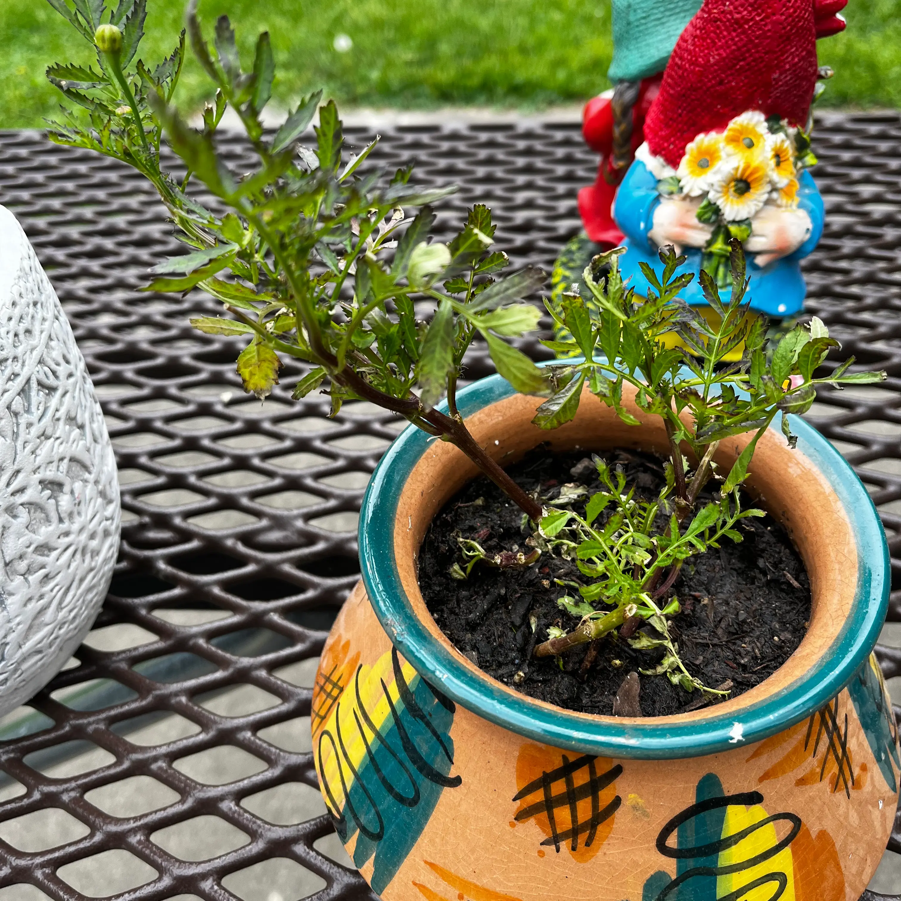 Photo of the plant species Crackerjack Mix Marigold by @mirandaaasue named Myrtle on Greg, the plant care app