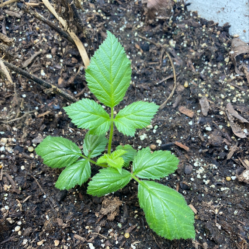 Young European Red Raspberry plant with healthy green leaves growing in soil.