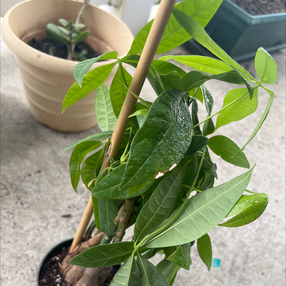 Money tree