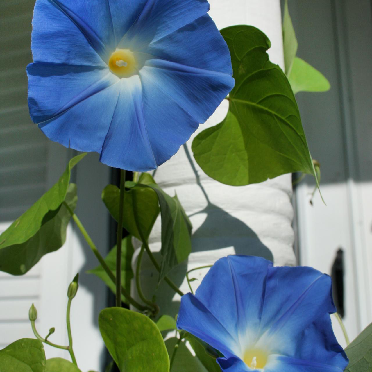 Mexican Morning Glory plant with vibrant blue flowers and heart-shaped green leaves.