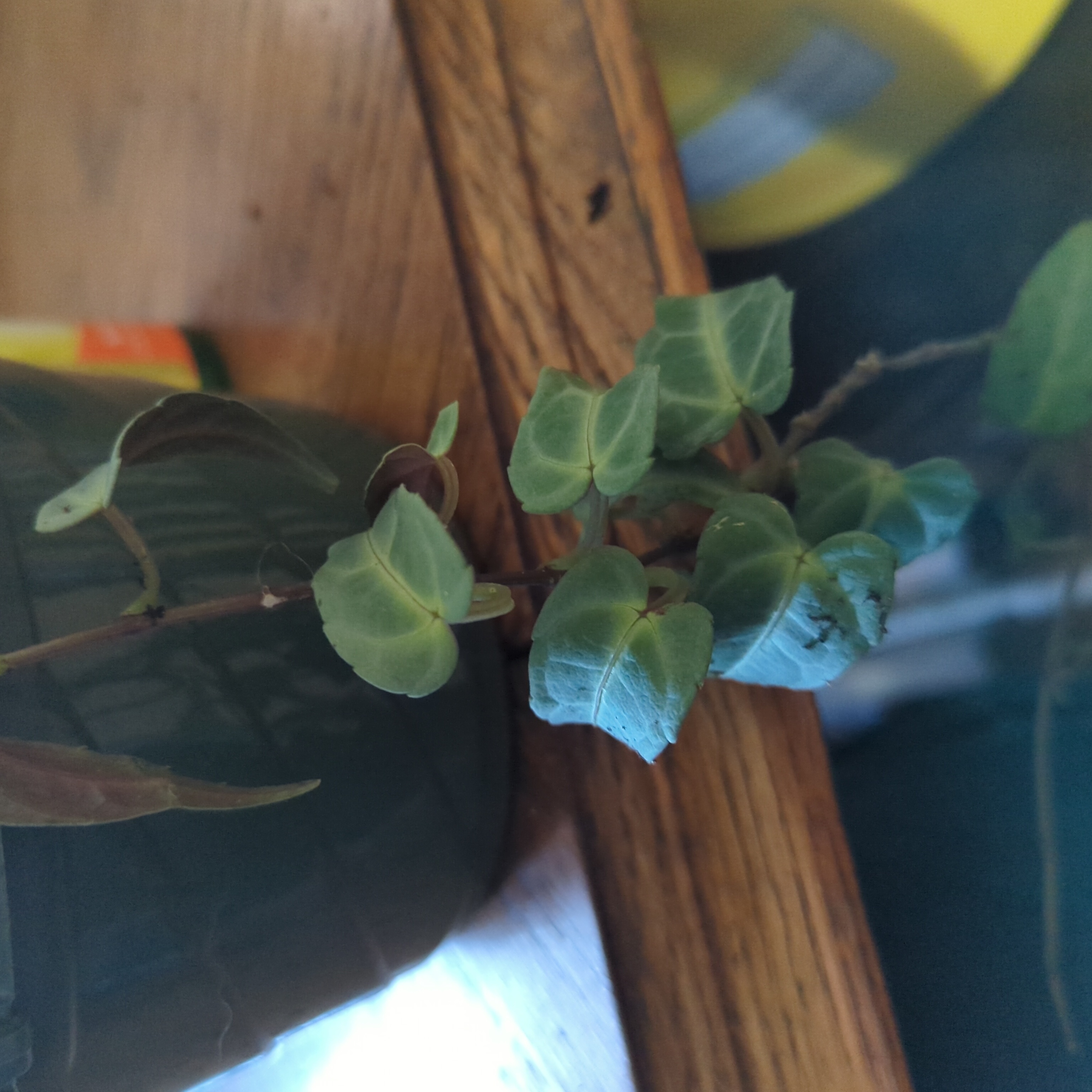 Photo of the plant species Jungle Vine by @plantdracula named Drake on Greg, the plant care app