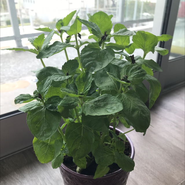Mint (Hierba Buena)