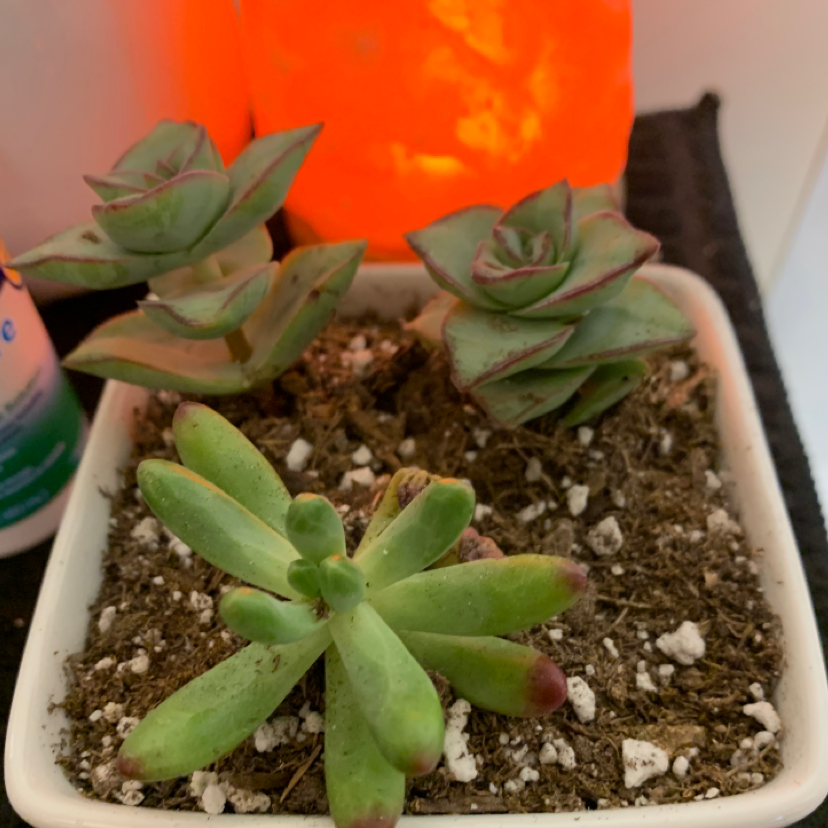 Potted Red Pagoda succulents in healthy condition with visible soil.