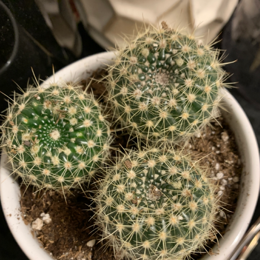 Close-up of a healthy Simpson Hedgehog Cactus in a white ceramic pot, with dense white spines and no signs of discoloration or damage.