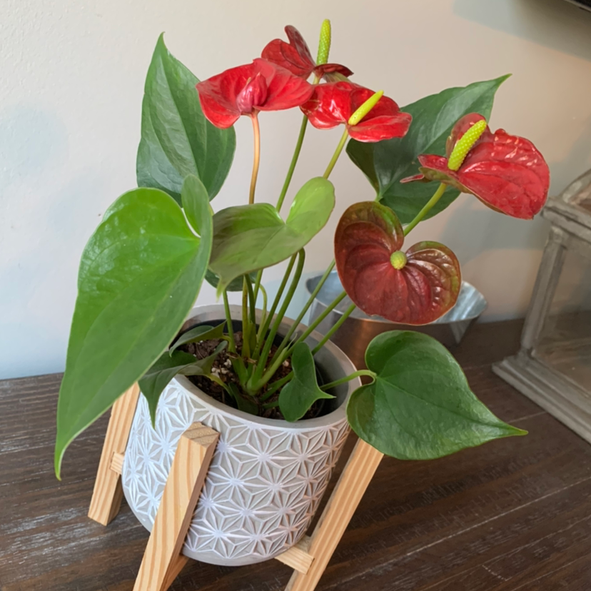 A healthy, vibrant Anthurium plant with glossy green and red heart-shaped leaves in a decorative ceramic pot.