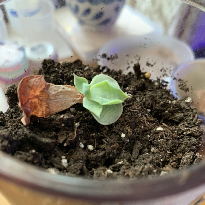 A healthy Crassula perforata succulent plant growing in soil in a glass container, with a hand highlighting a vibrant green new leaf.