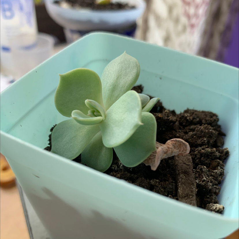 A healthy Ghost Echeveria succulent in a plastic pot with visible soil.